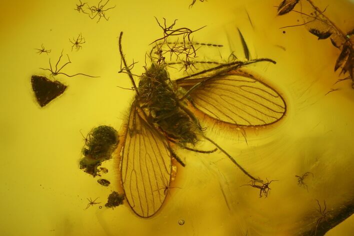 Fossil Moth fly (Psychodidiae) & Flies (Diptera) In Baltic Amber #159790